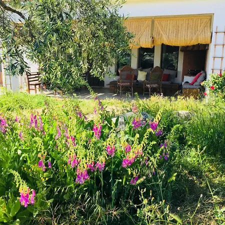 Flores Amarillas B&B-2